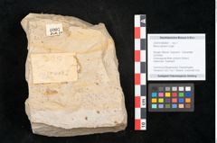 Foto (Objekt + Etikett) von Myrica lignitum Unger (NHMW-GEO-2024-0188-4007)